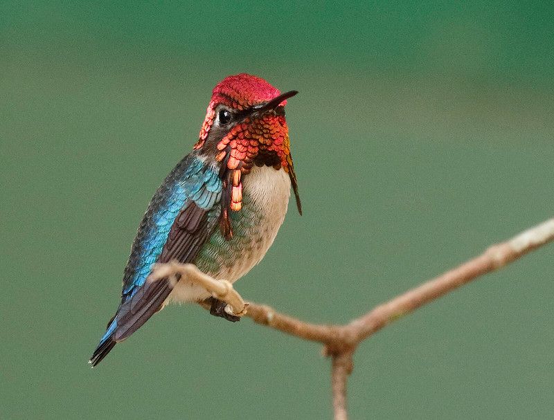 Bee Hummingbirds: Feathered Jewels That Never Grew