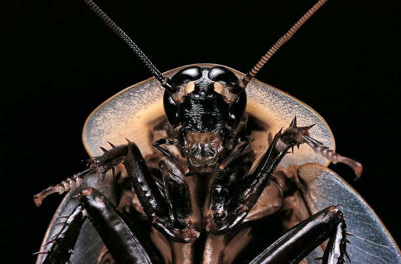 Cockroaches: The Ultimate Survivors