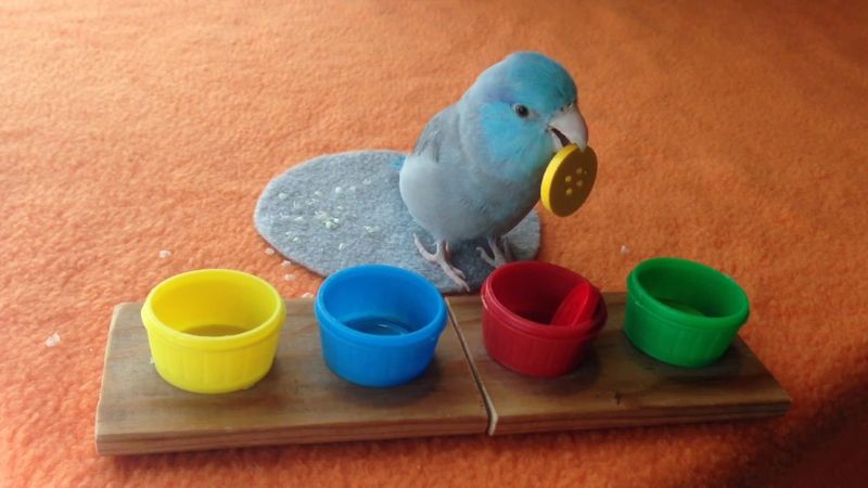 Colored Cup Sorting