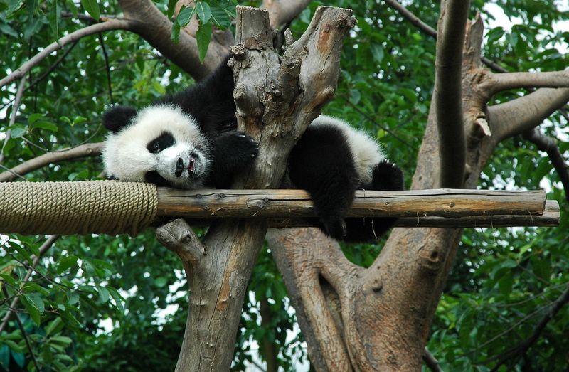 Beauval Zoo