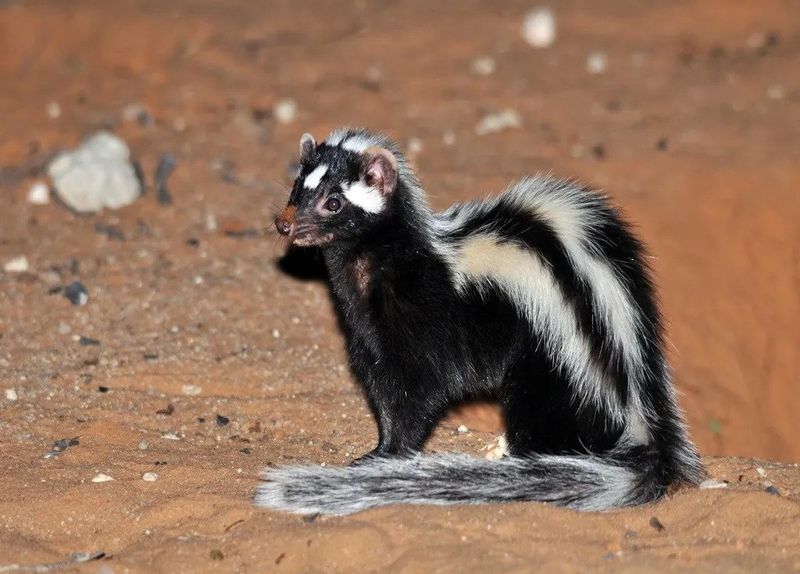 Zorilla: Africa's Midnight Skunk