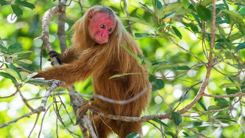Bald Uakari: The Crimson-Faced Monk