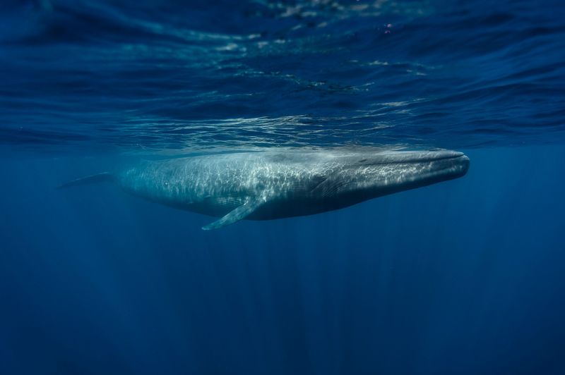 Blue Whales' Deep Bass Solos