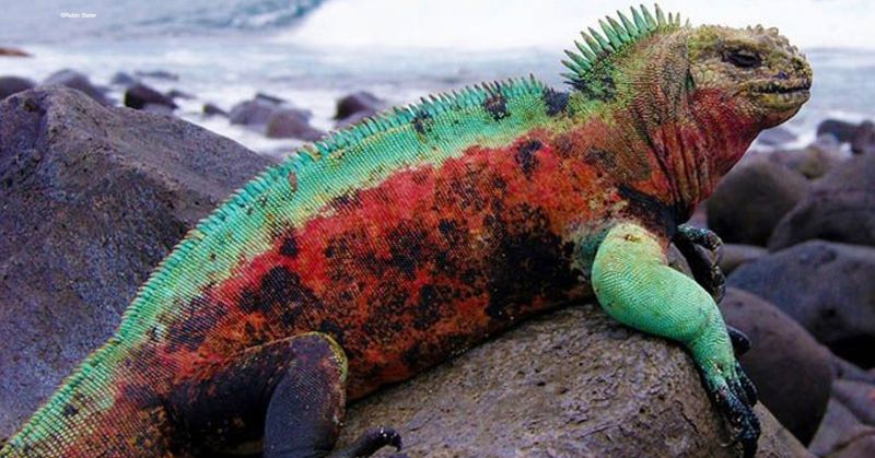Galapagos' Pink Land Dragons