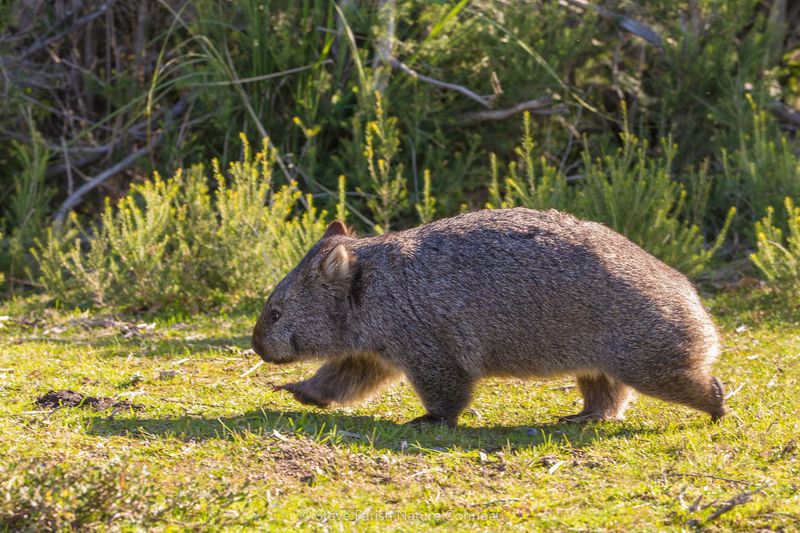 Wombat: The Burrowing Aussie