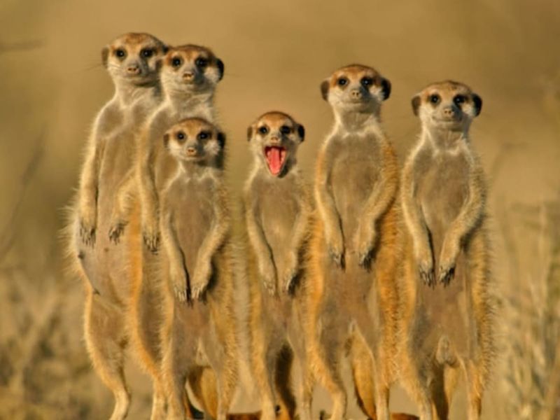 Meerkat