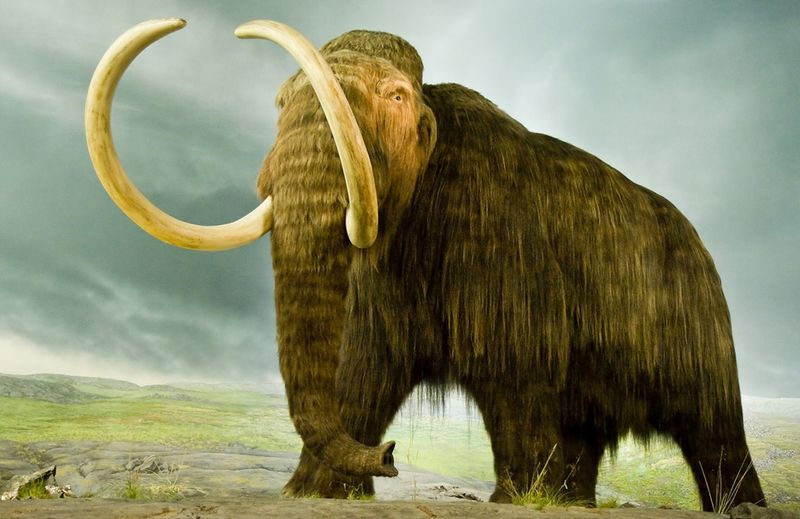 Woolly Mammoth