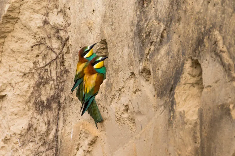 Bee-Eater