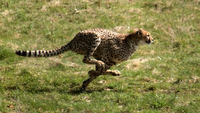 The Cheetah's Lightning Sprint