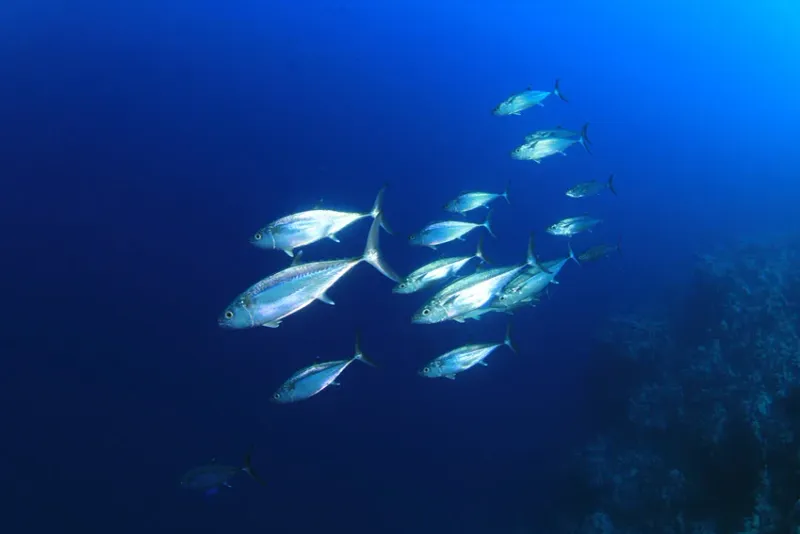 The Albacore's Distinctive Features