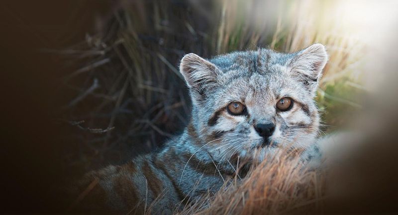 International Conservation Collaboration