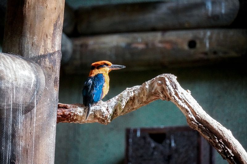 Hope For Other Extinctions
