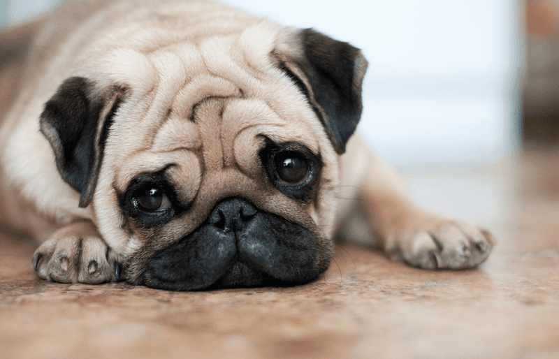 Couch Potato Perfectionists: Pugs
