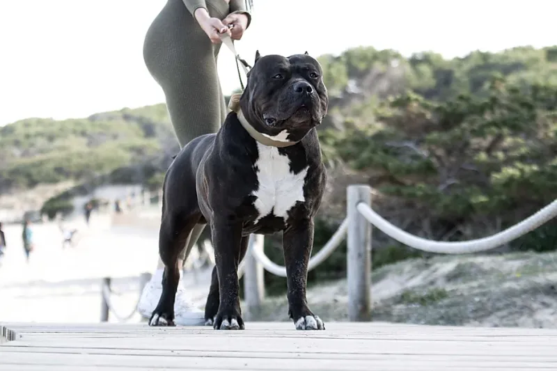 Exercise Needs: Activity Levels Vary By Size