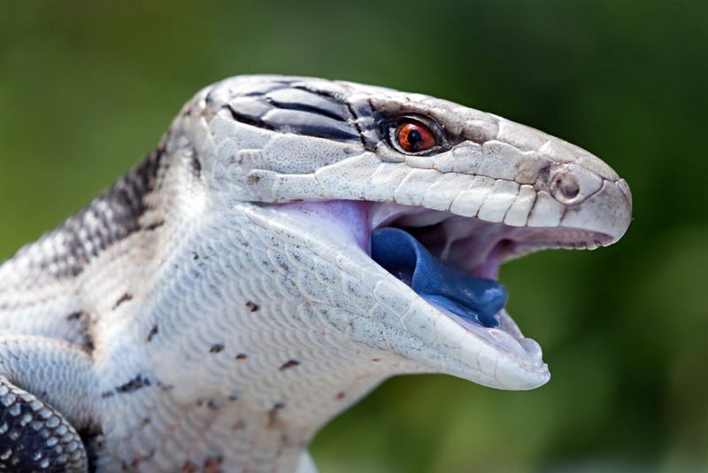 Drought-Defying Diggers: Blue-Tongued Skinks