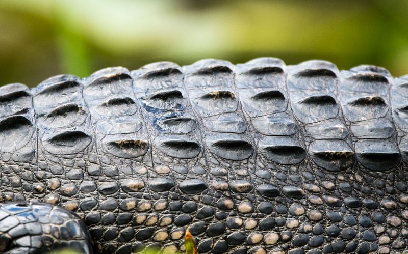 Specialized Skin Adaptations