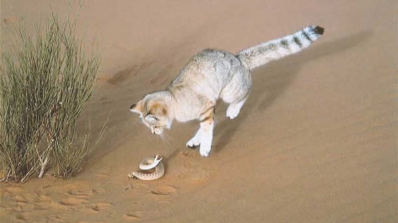 Silent Stalkers Of The Dunes