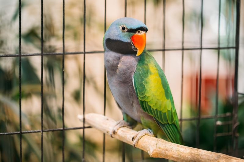 Flight Feather Decisions Are Controversial