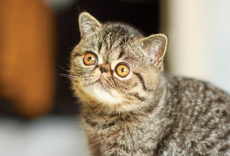 Cognitive Changes: Kitty Confusion