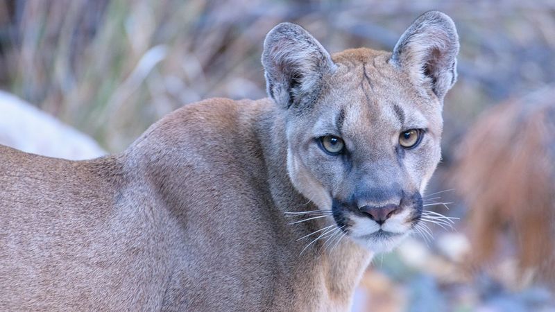 Texas – Big Bend National Park