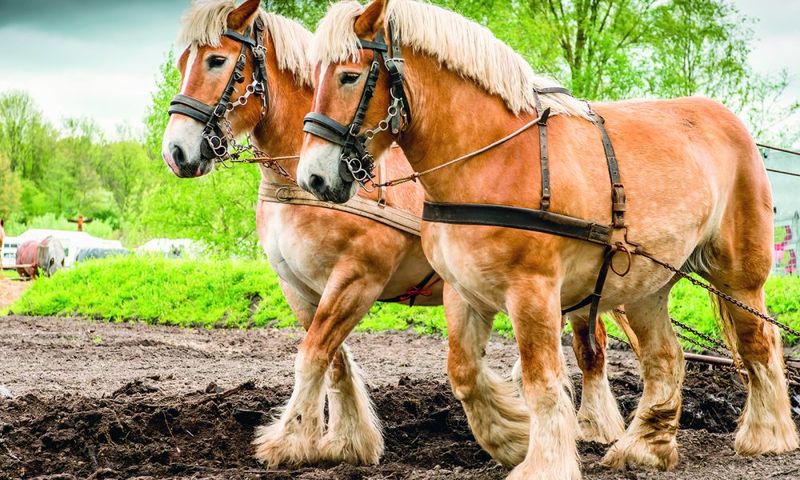 Belgian Draft: Gentle Giants