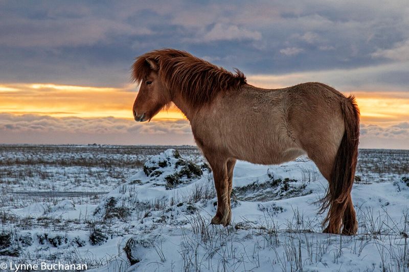 Icelandic Horse: Five-Gaited Viking Wonder