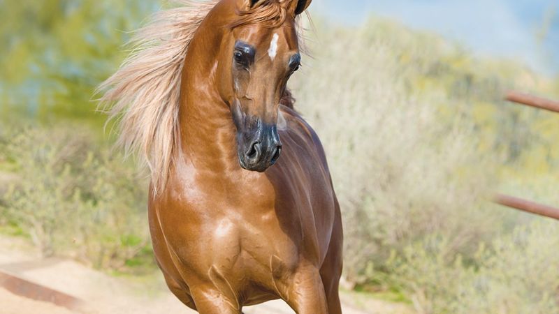 Arabian