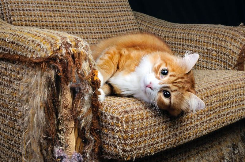 Excessive Scratching Of Furniture