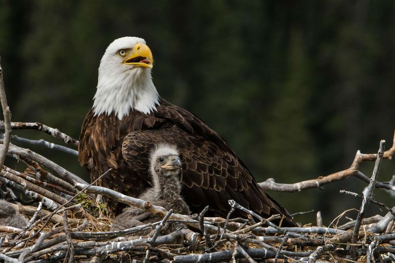 Bald Eagles' Record-Breaking Platforms