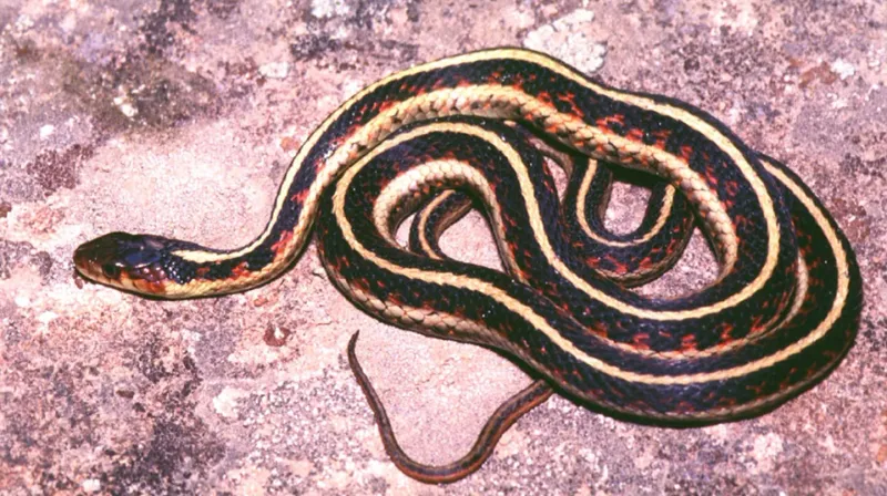 Valley Garter Snake – A More Elusive Cousin
