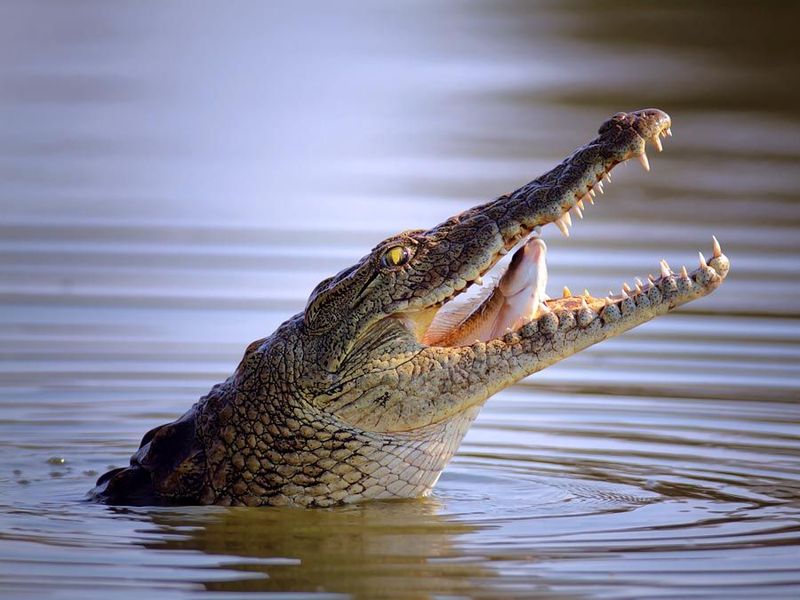 An Apex Predator Of Africa