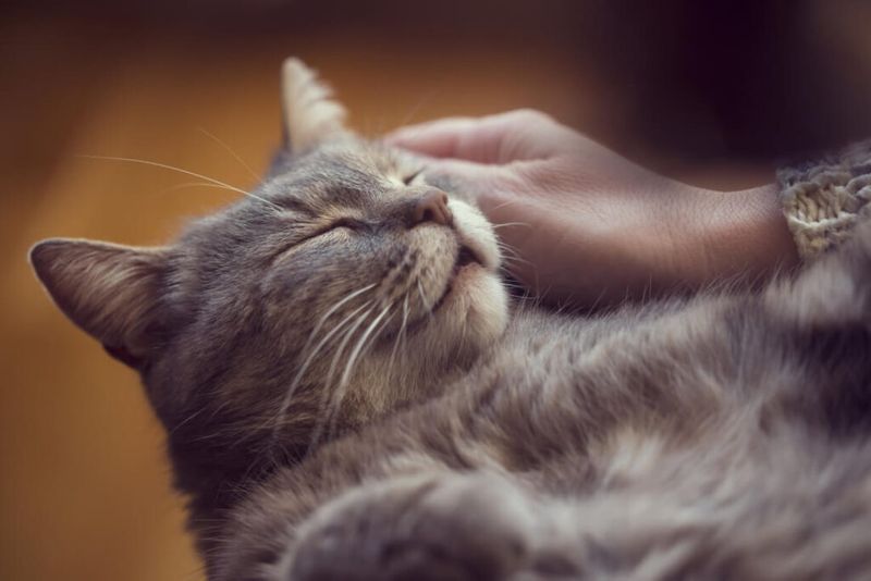 Seeks Comfort Connection