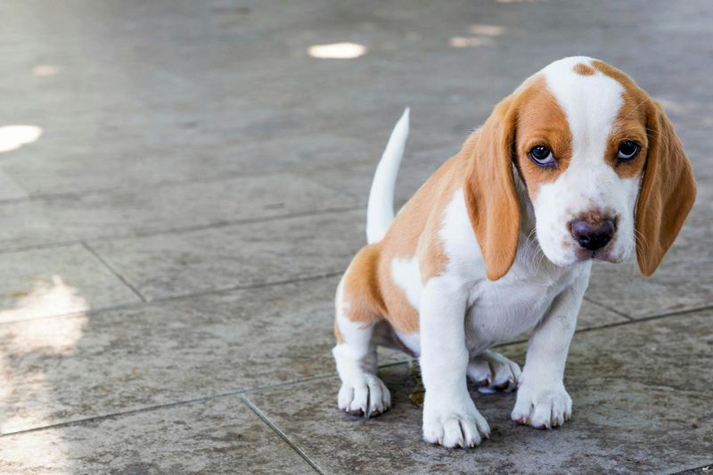 Distracted Beagles