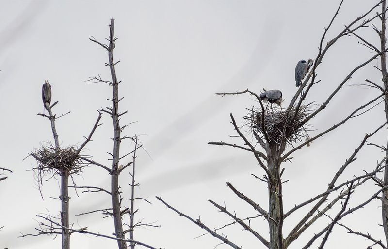 Nesting Colonies Show Dinosaur Social Patterns