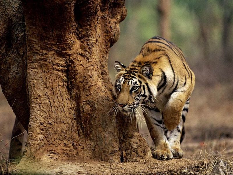 Memory That Makes Them Smarter Hunters