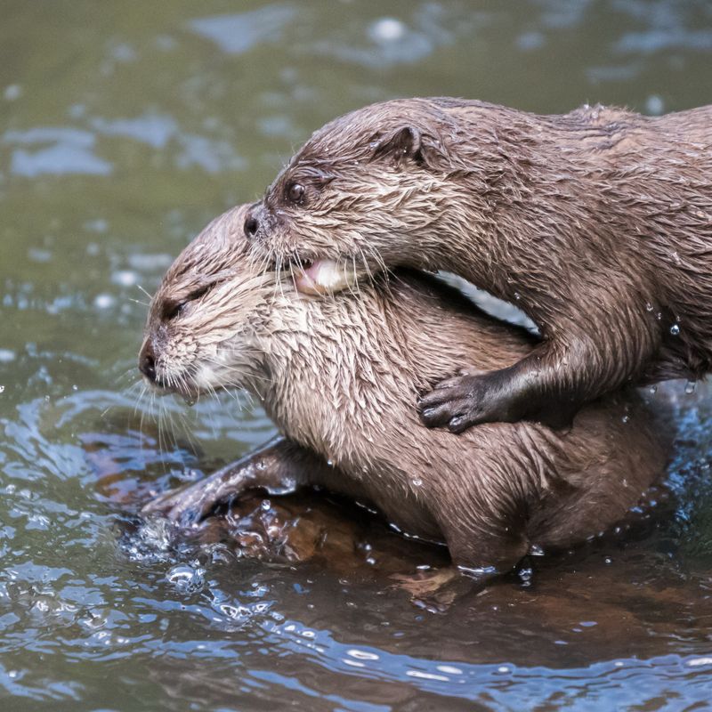 Hunting In Pairs