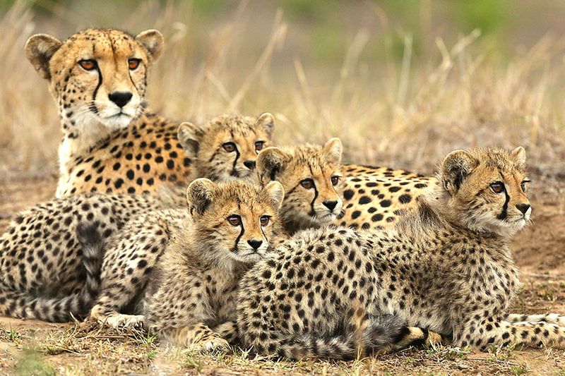 High Reproductive Rate