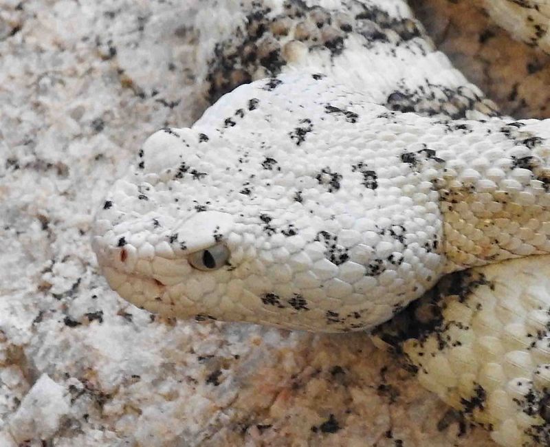Hibernation Adaptations