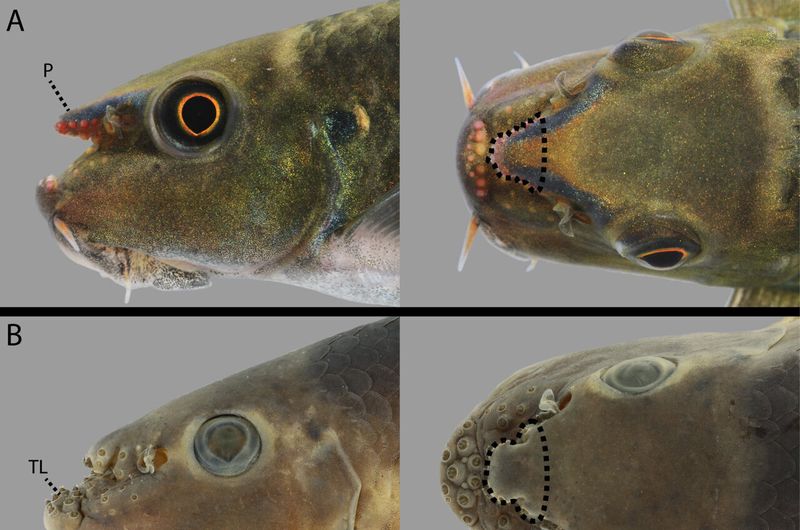 Jaw-Dropping Mouth Adaptations