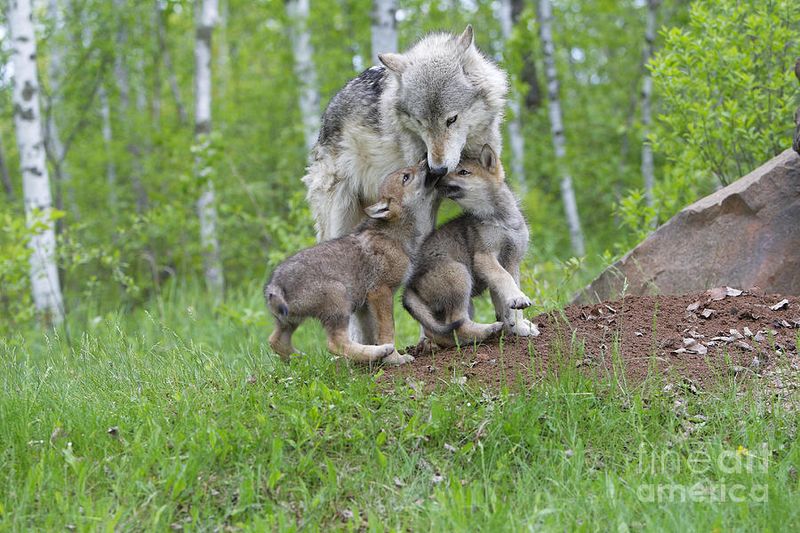 Pup Playtime