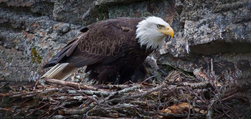 Nesting Notoriety