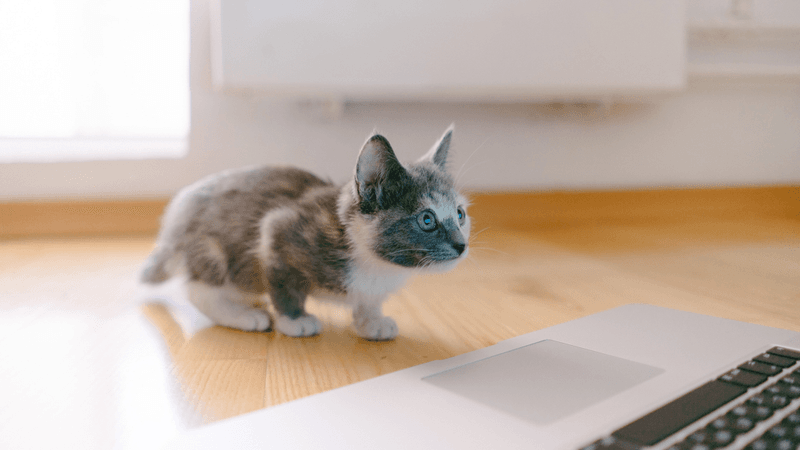 Familiarize Your Pet With Technology