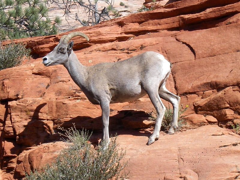Utah – Zion National Park