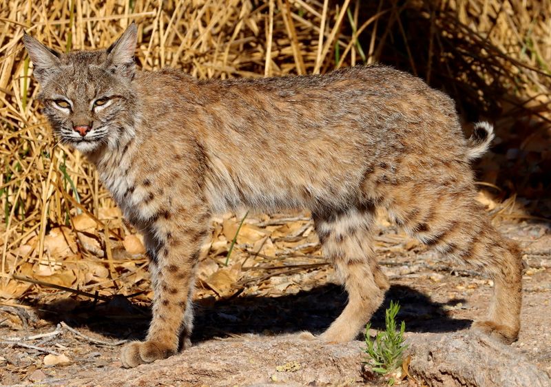 Arizona's Desert Hunters
