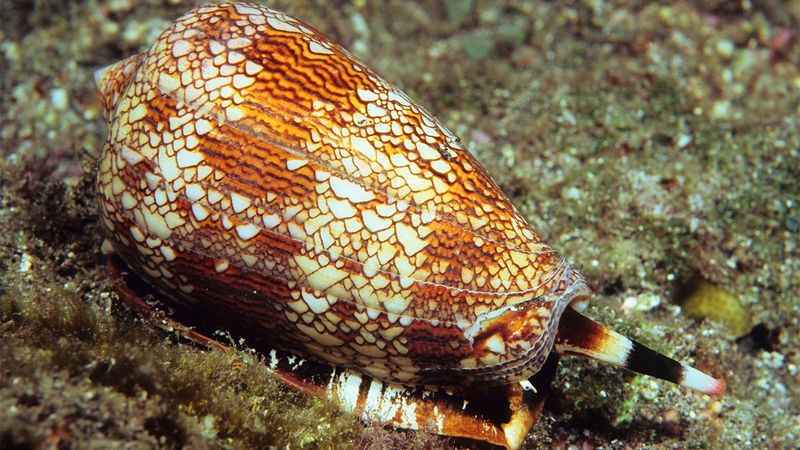 Marine Cone Snail