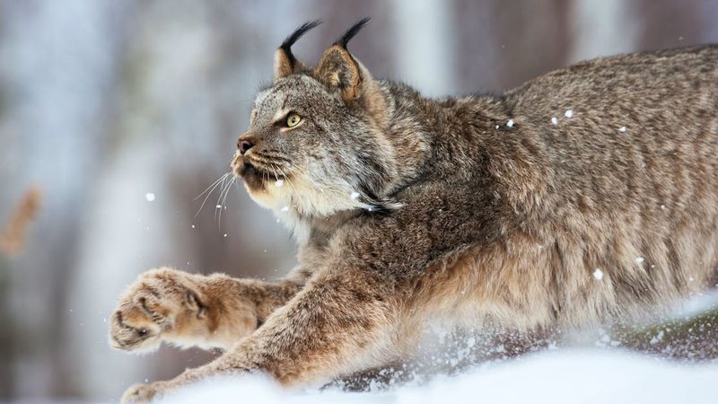 Northern Rockies' Snowshoe Specialist: Lynx