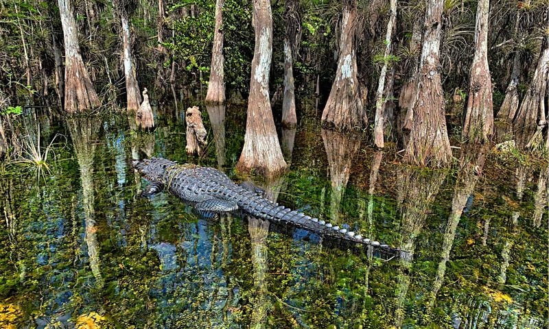 Georgia: Swamp Sentinels Of The South