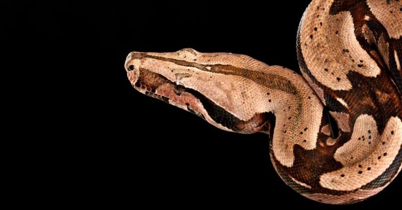 California's Red-tailed Boa