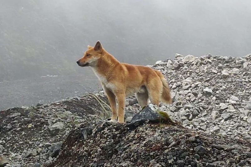 New Guinea Singing Dog
