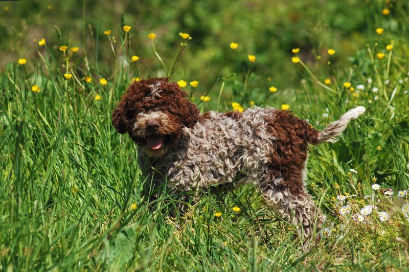 Lagotto Romagnolo